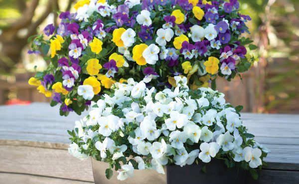 BRILLIANT: The new yellow Plentifall Pansies are show stoppers.
BRILLIANT: The new yellow Plentifall Pansies are show stoppers.